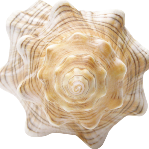 Conch PNG