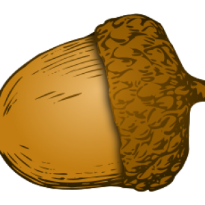Acorn PNG image, free, acorns