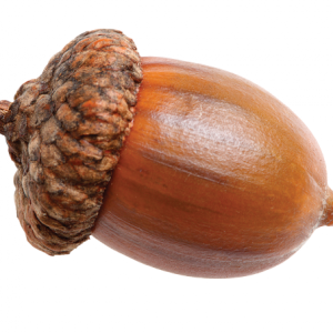 Acorn PNG image