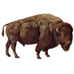 Bison PNG