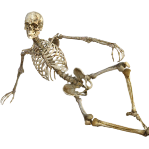Skeleton PNG