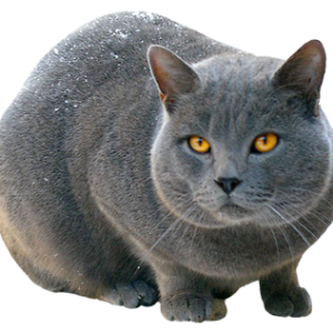 Big silver cat PNG