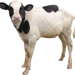 cow PNG