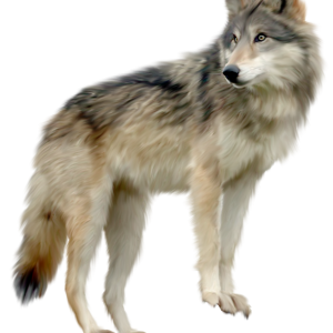 wolf png image, picture, download