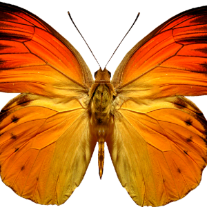 Butterfly PNG image