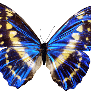 Butterfly PNG