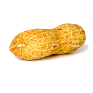 Peanut PNG