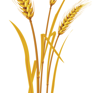 Wheat PNG