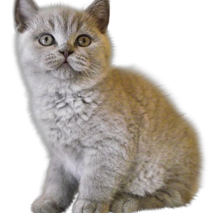 kitten png image, free download picture