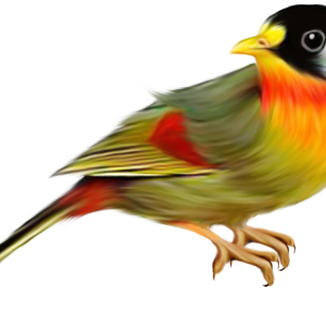 Bird PNG