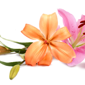 Wedding flowers PNG
