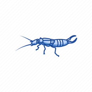 Earwig PNG