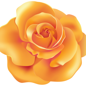 Rose PNG