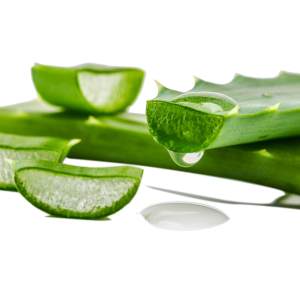 Aloe vera PNG