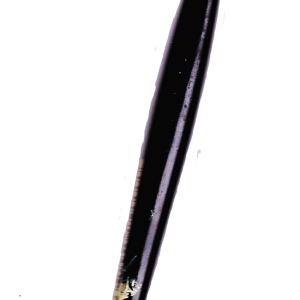 brush PNG image