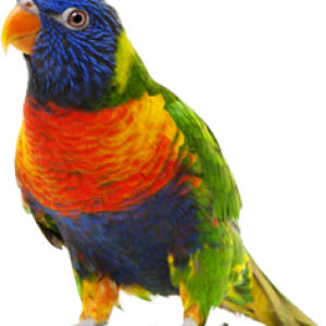 Colorful parrot PNG images, free download