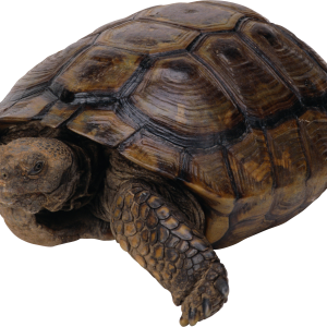 Turtle PNG