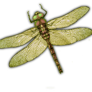 Dragonfly PNG