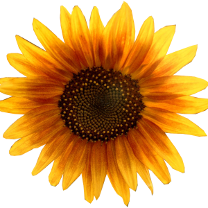 Sunflower PNG