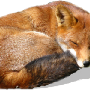 Fox PNG