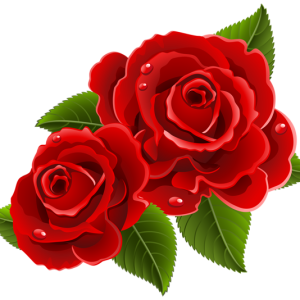 Rose PNG