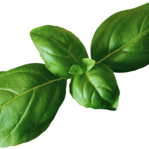 Basil PNG
