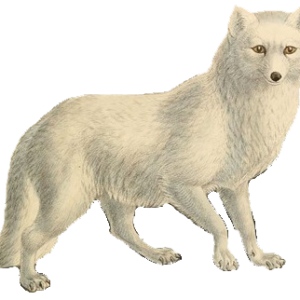 Arctic fox PNG