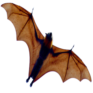 Bat PNG