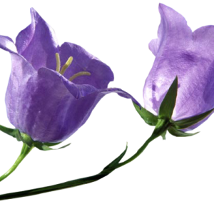 Bellflower PNG