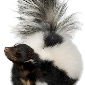 Skunk PNG