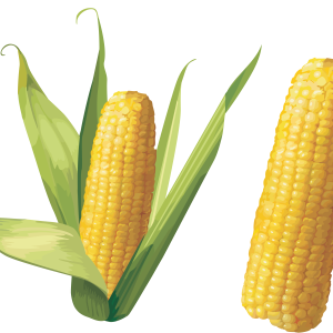 Corn PNG