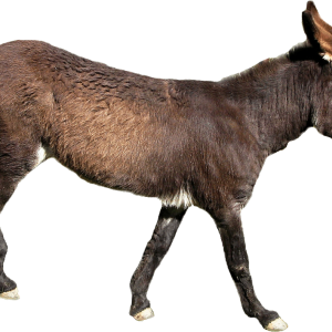 Donkey PNG