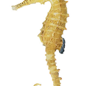 Seahorse PNG