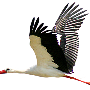 Stork PNG