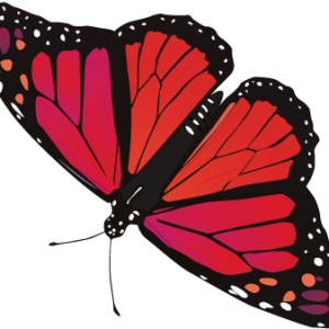 Butterfly PNG image