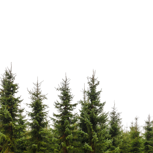 Forest PNG