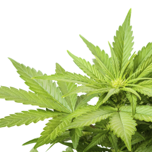 Cannabis PNG