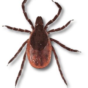 Tick insect PNG