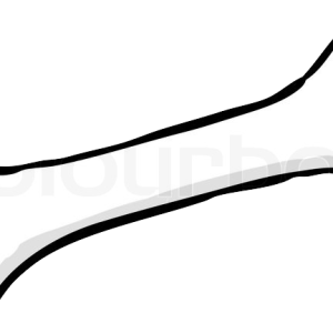 Bone PNG