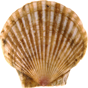 Seashell PNG