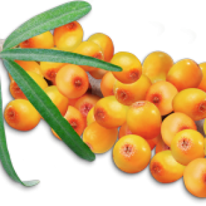 Sea buckthorn PNG