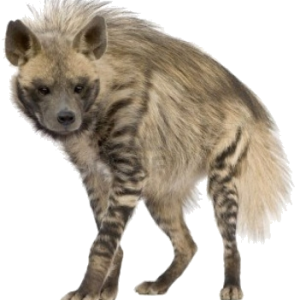 Hyena PNG