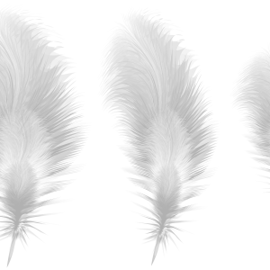 Feathers PNG