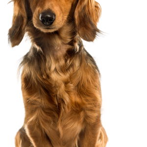 Dog PNG