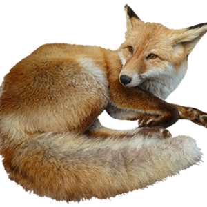 Fox PNG