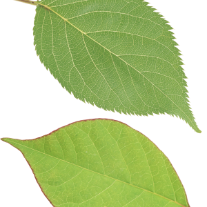Green leaf PNG
