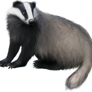 Badger PNG