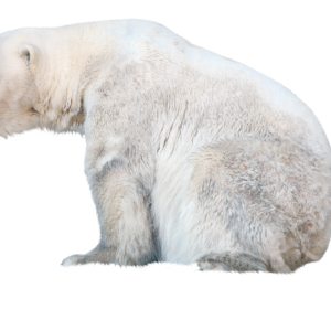 Polar white bear PNG