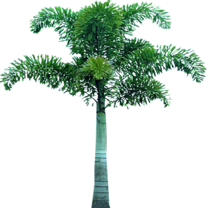 Palm tree PNG