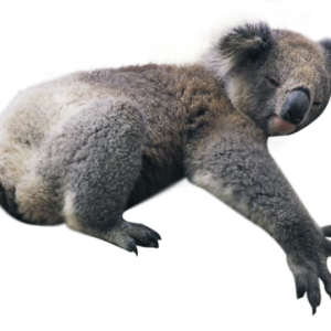 Koala PNG